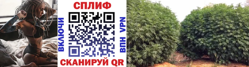 Каннабис план  Коряжма 